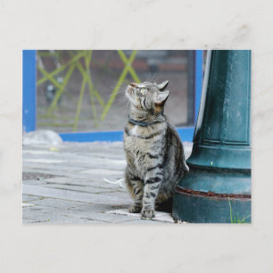 Postale Photo chat , animal de compagnie , animaux . carte