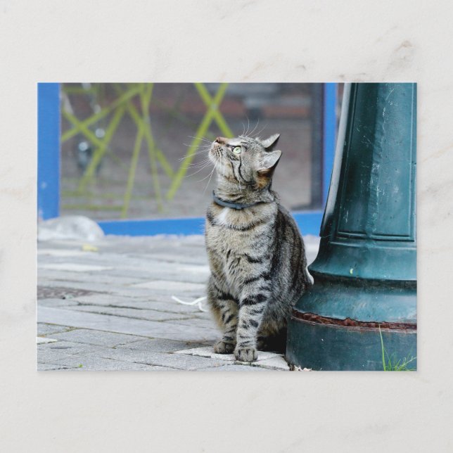 Postale Photo chat , animal de compagnie , animaux . carte (Devant)