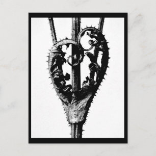 Postale Photographie Vintage carte postale-Karl Blossfeldt