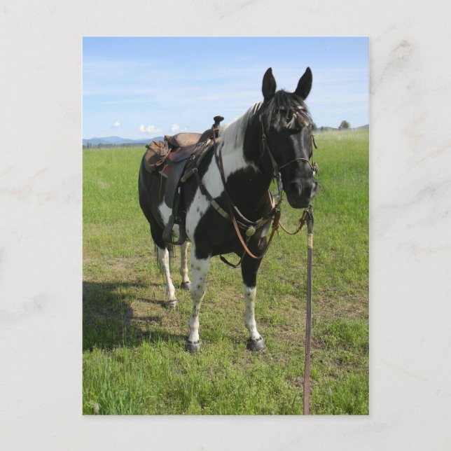 POSTALE PINTO HORSE POST CARTE (Devant)
