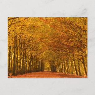 Postale Promenade à travers la forêt en automne carte post
