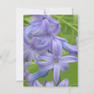 Postale Purple Hyacinth Fermer do-it-yourself carte postal