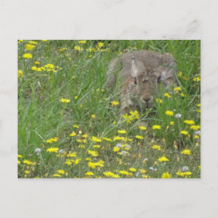 Postale Rabbit en Fleur sauvage do-it-yourself carte posta