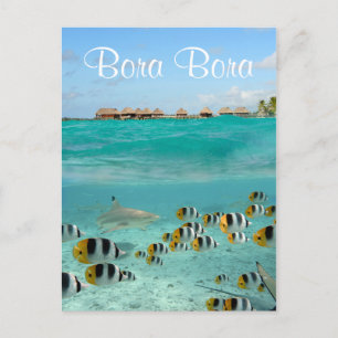 Postale Requin chasse poissons dans Bora Bora carte postal
