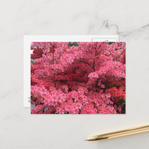 Postale Rhododendrons d'Halifax Nouvelle-Écosse Carte post