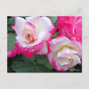 Postale Rosa Destiny ［ carte postale]