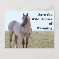 Sauvez les chevaux sauvages du Wyoming Carte posta