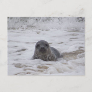 Postale Sceau - Photo couleur animal Imprimer carte postal