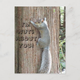 Postale Squirrel : Je suis Noix à ton sujet ! Carte postal