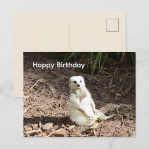 Postale Suricate Blanc Effronté, Carte d'anniversaire