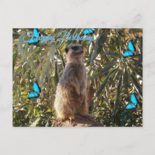 Postale Suricate et papillons bleus, carte de vœux d'anniv