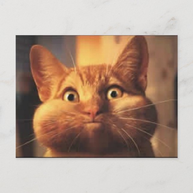 Postale Surprised Cat carte postale. (Devant)