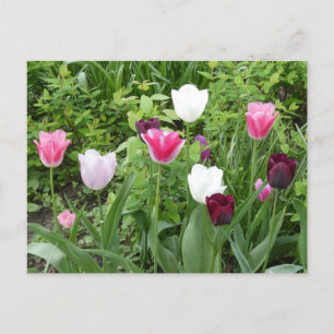 Postale Tulipes à plusieurs couleurs do-it-yourself carte 
