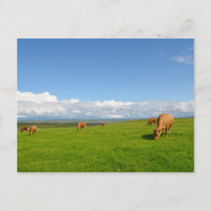 Postale Vaches pâturant dans une prairie en Irlande carte