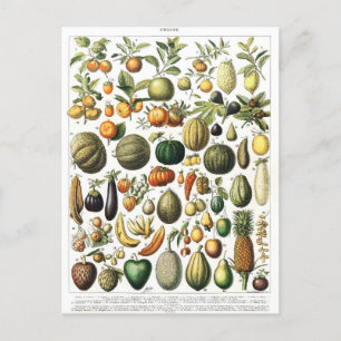 Postale Vegetables Fruit Garden Vintage Botanique Carte po