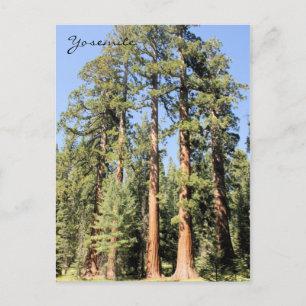 Postale Yosemite Parc National Sequoia tree Photo Carte po