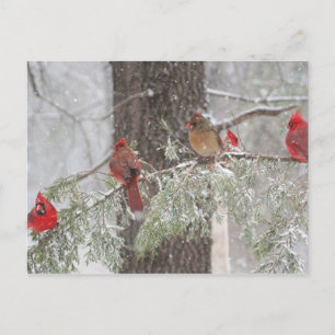 Postcard