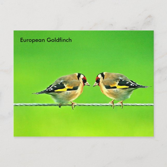 Postcard (Front)