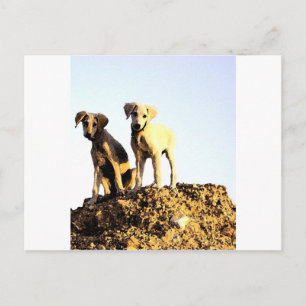 Postcard