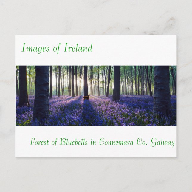 Postcard (Front)