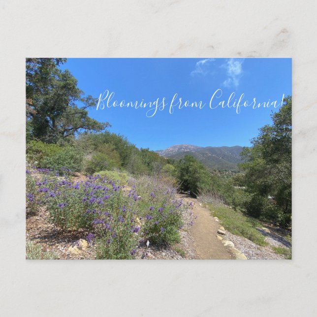 Postcard (Front)