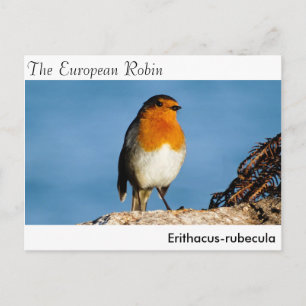 Postcard