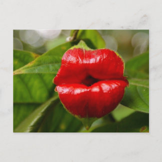 Postcard