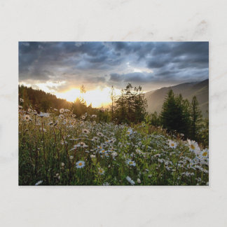 POSTCARD ~ "A Daisy Sunset"