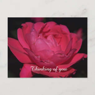 Postcard. A rose by any other name Postcard