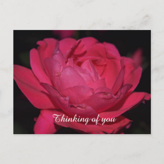 Postcard. A rose by any other name Postcard