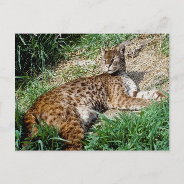 Postcard - African golden cat (Front)