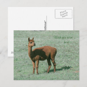 Postcard - Alpaca - Wish you were here