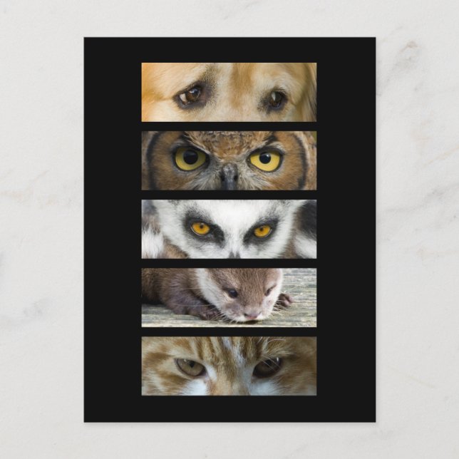 Postcard - Animals Eyes (Front)