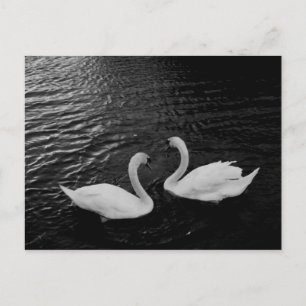Postcard-Animals-Swan Pair Postcard