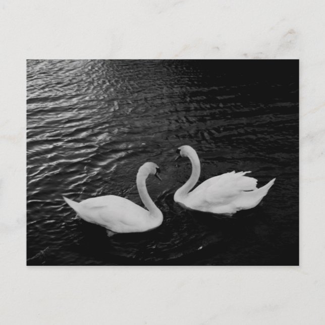Postcard-Animals-Swan Pair Postcard (Front)