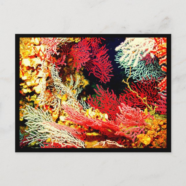 Postcard-Aquatic Gallery-26 Postcard (Front)