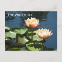 POSTCARD Artistic Photography The Water Lily