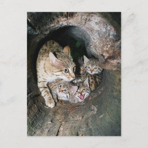 Postcard - Asian wildcat