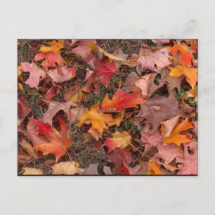 Postcard/Autumn Postcard