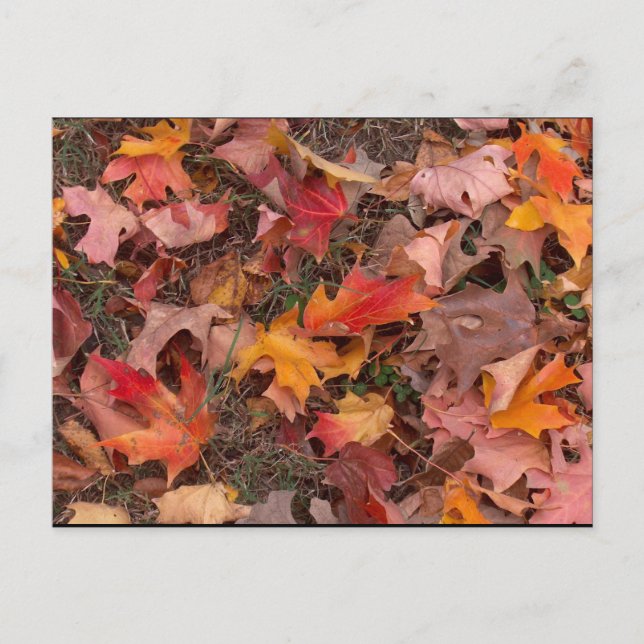 Postcard/Autumn Postcard (Front)