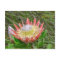 Postcard - Beautiful Protea in Cape Town