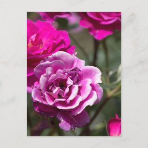 Postcard Beautiful Roses Photography