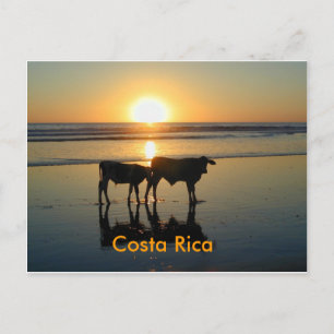 Postcard Bejuco Cow Country, Costa Rica
