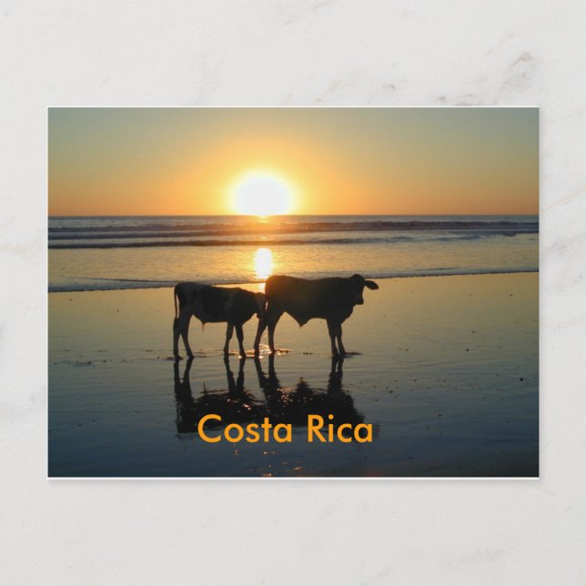 Postcard Bejuco Cow Country, Costa Rica (Front)