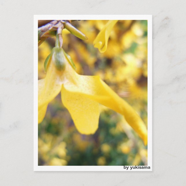 Postcard - Belbe flower (Front)