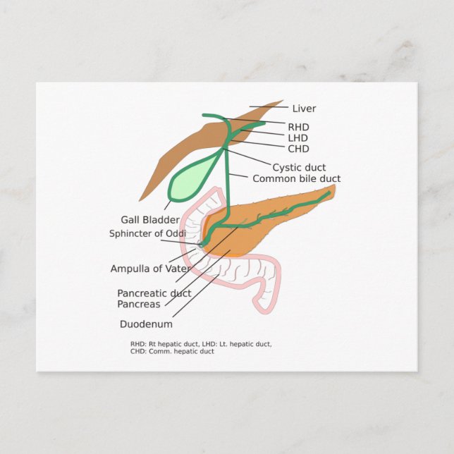 Postcard Biliary System Diagram Chart Gall Bladder (Front)