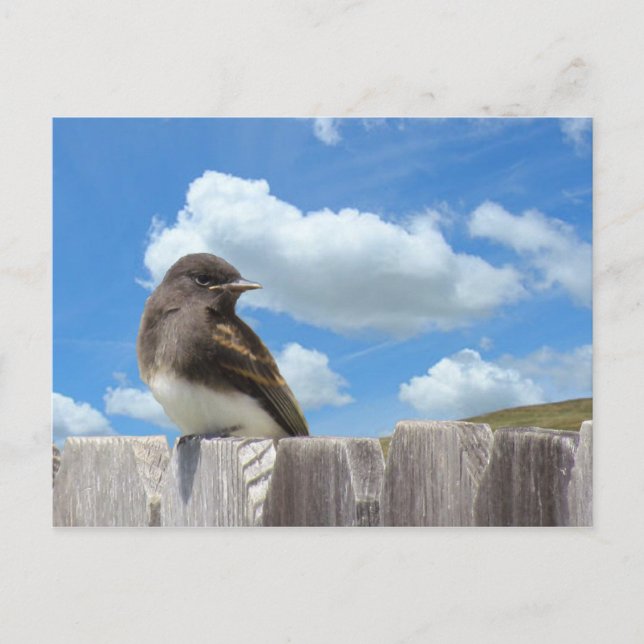 Postcard - Black Phoebe on Fence (Front)