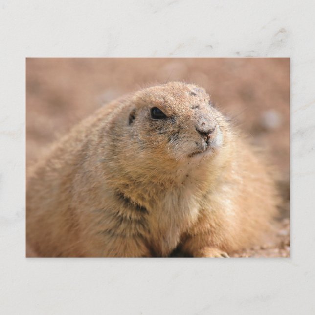 Postcard: Black-tailed Prairie Dog Postcard (Front)