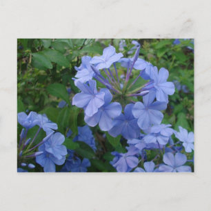 Postcard - Blue Flowers
