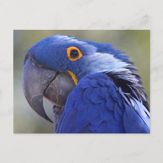 Postcard Blue Parrot (Front)